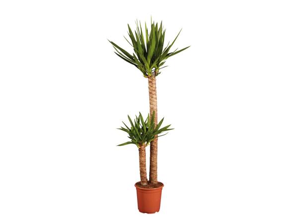 Large Green Houseplants