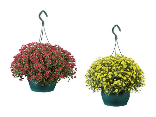 Krysantemum "Skyfall"