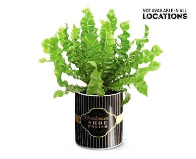 Vintage Crispy Wave Fern