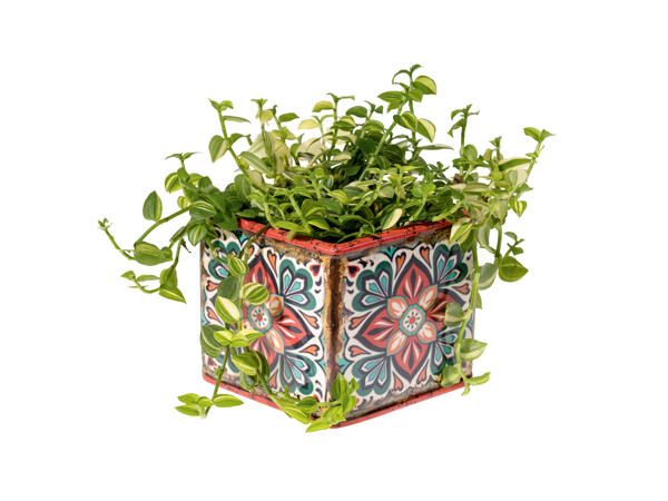 Green Plants in Ceramic