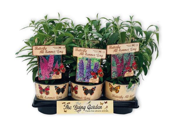 Living Garden Selection