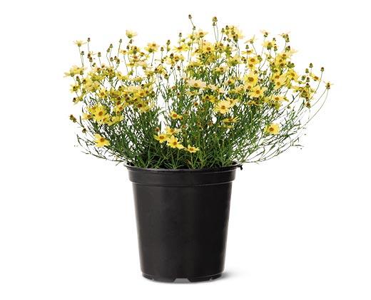 Spring Perennial Assorted Varieties