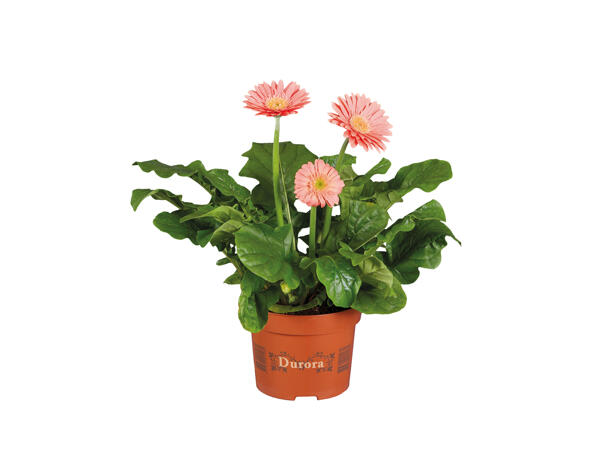 Potted Gerbera