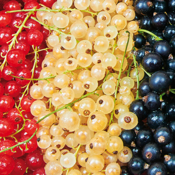 Beeren-Trio