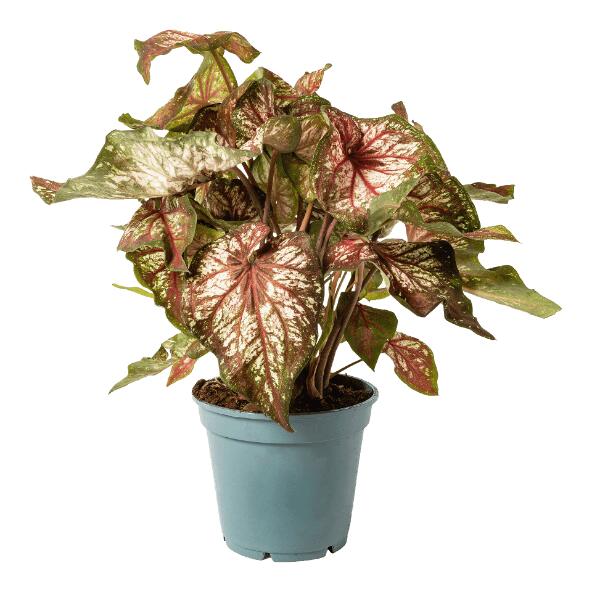 Caladium
