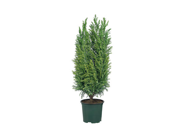 Conifer