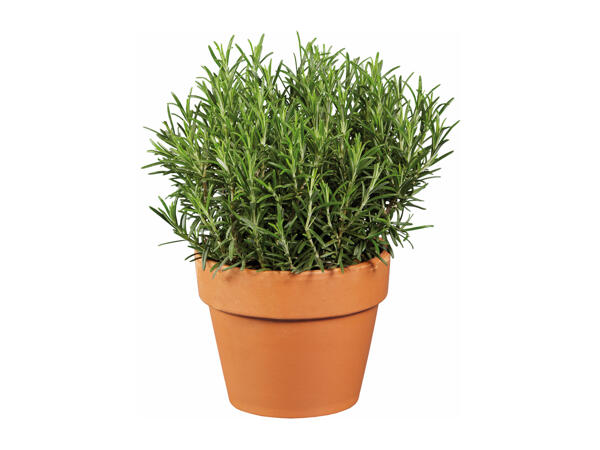 Italian Herbs in Terracotta Pot