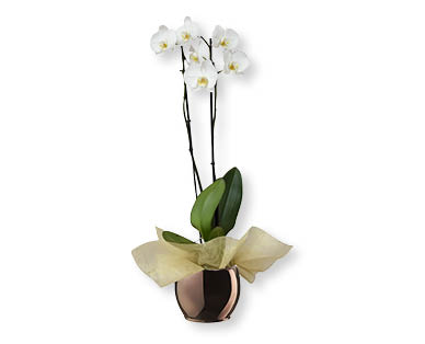 Orchidea