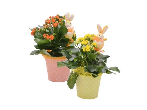 Easter Plant in Zinc Pot