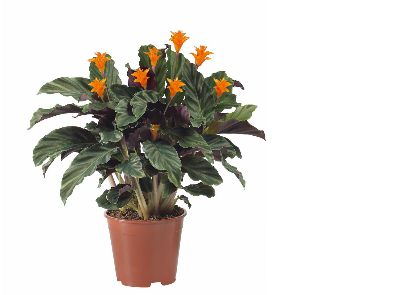 Calathea