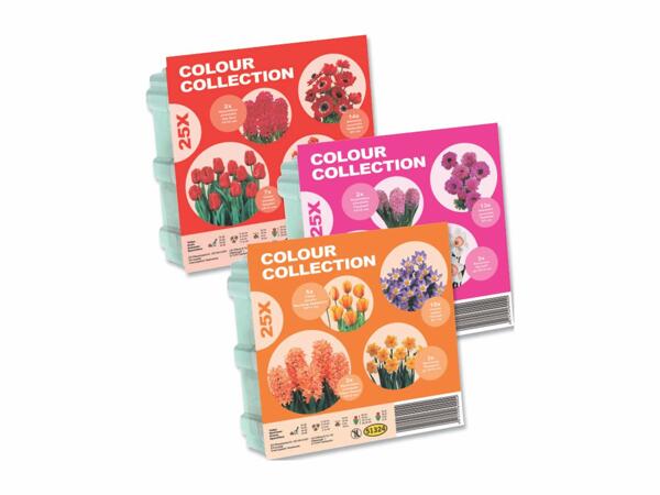 Flower Bulbs