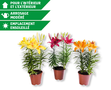 Lis en pot
