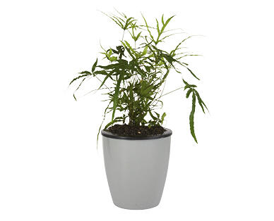 Water Well Wick Pot with Ferns