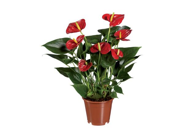 Anthurium
