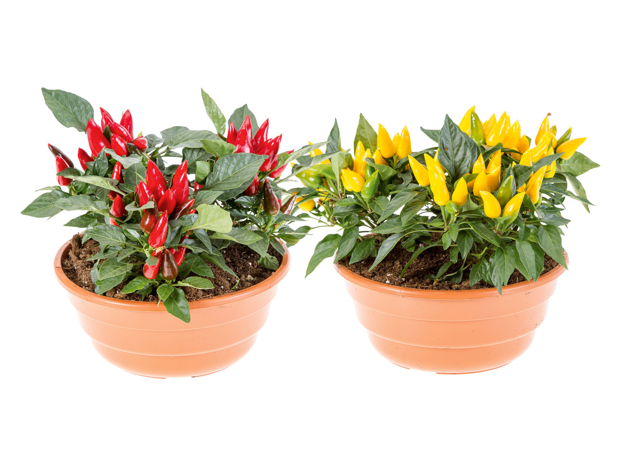 DEKORATIV CHILIPLANTA