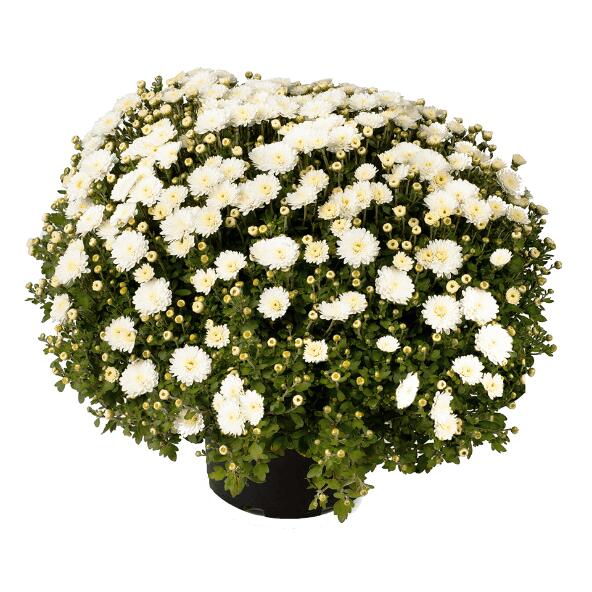 Chrysantheme