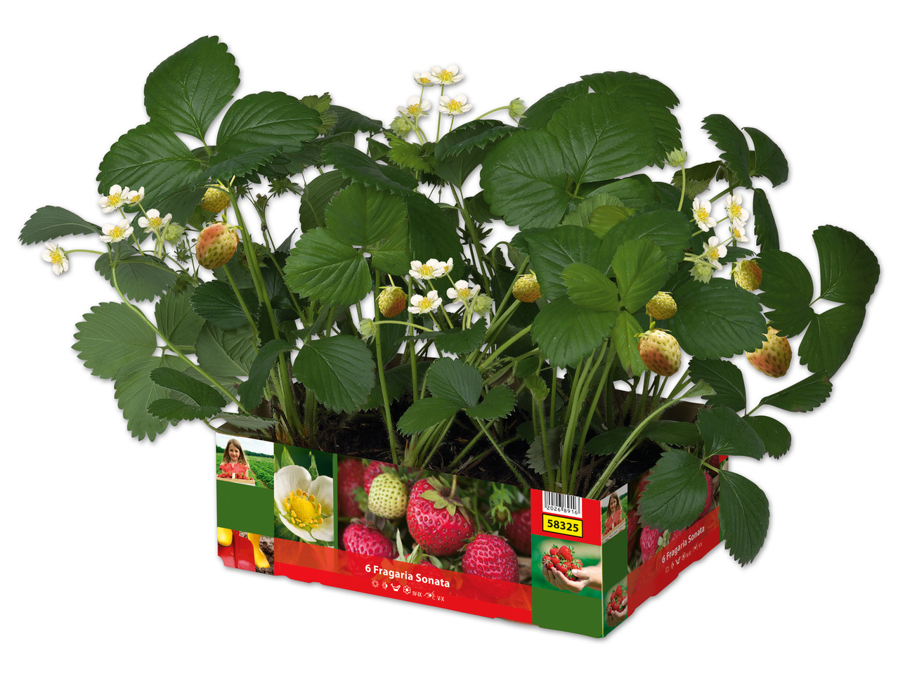 Erdbeerpflanze 6er Tray