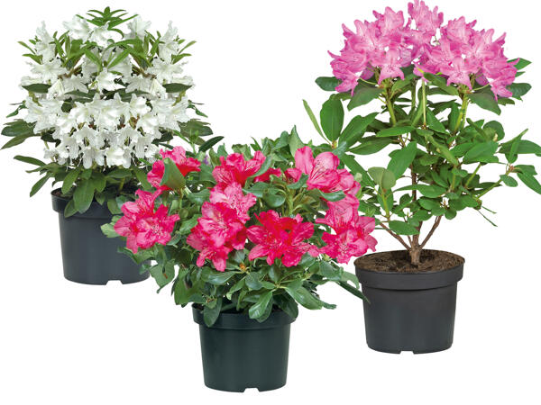 Rhododendron