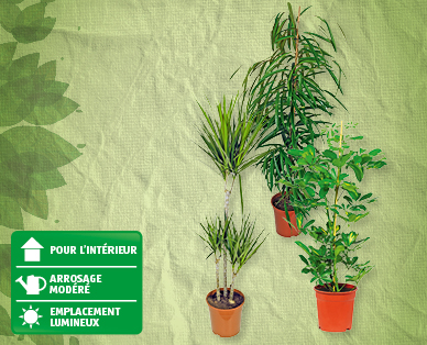 Plantes vertes