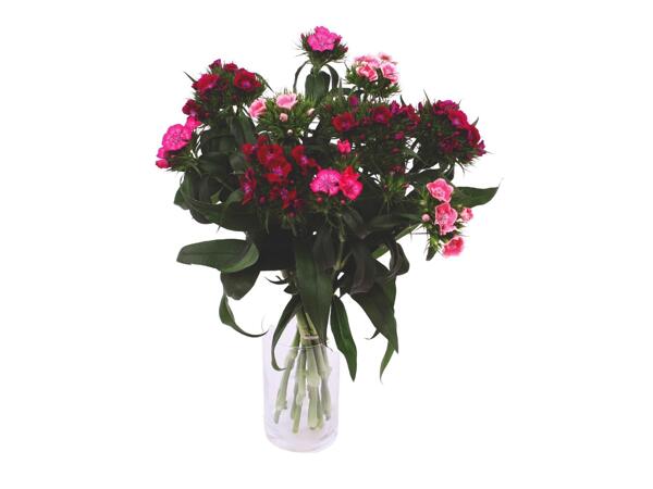 Sweet William