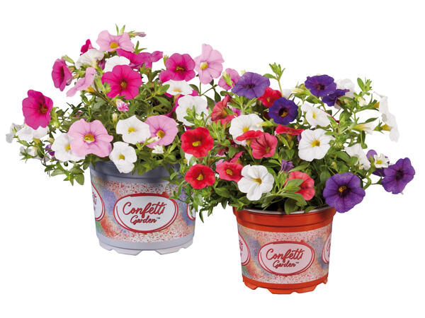 Petunia Calibrachoa Trio
