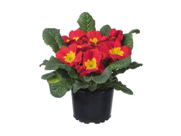 Primrose