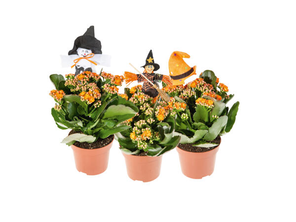Kalankoe halloween