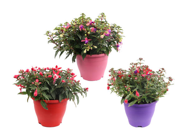 Mélange de fuchsia "Bella"
