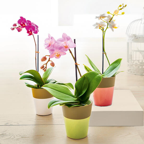 Mini-Orchidee