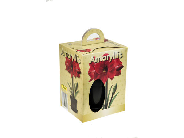 Amaryllis