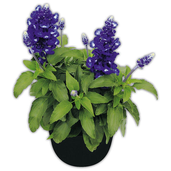 Salvia