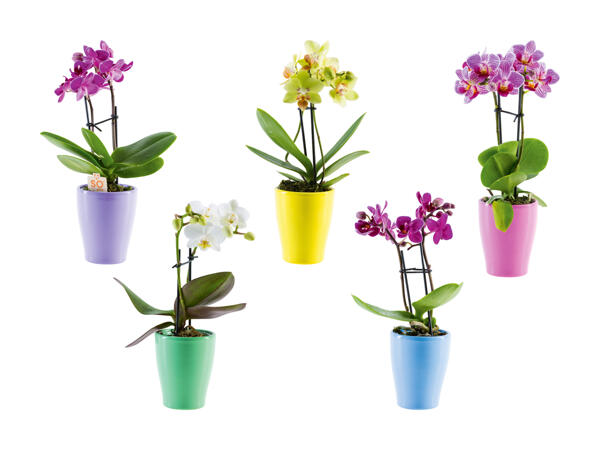 Mini phalaenopsis dans un pot en céramique