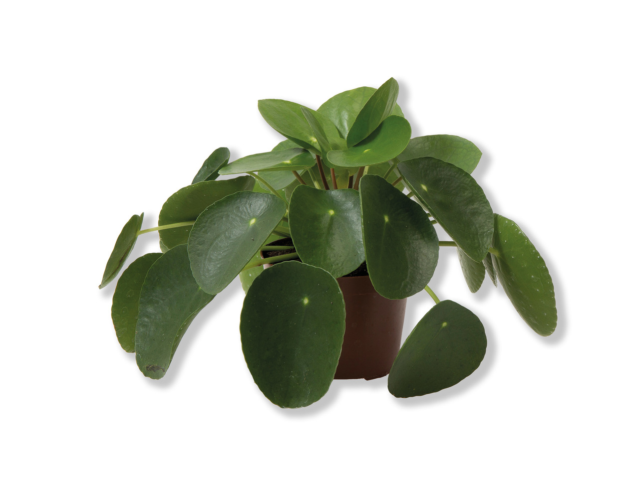 Pilea