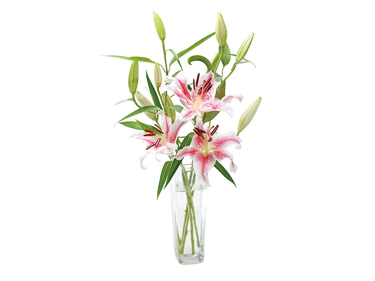 Oriental Lillies