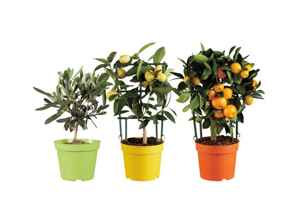 Citrus- och olivträd