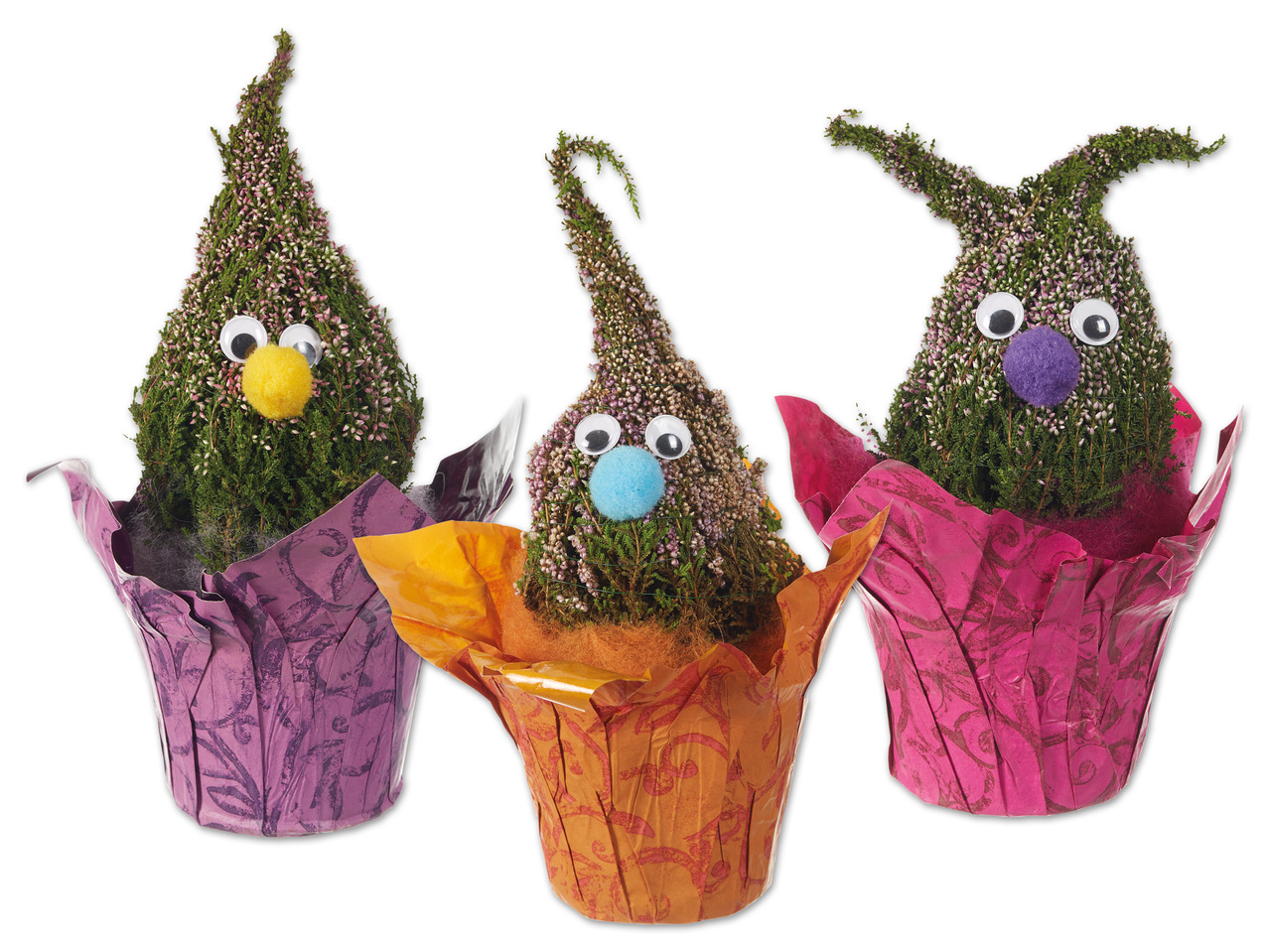 Calluna Wichtel