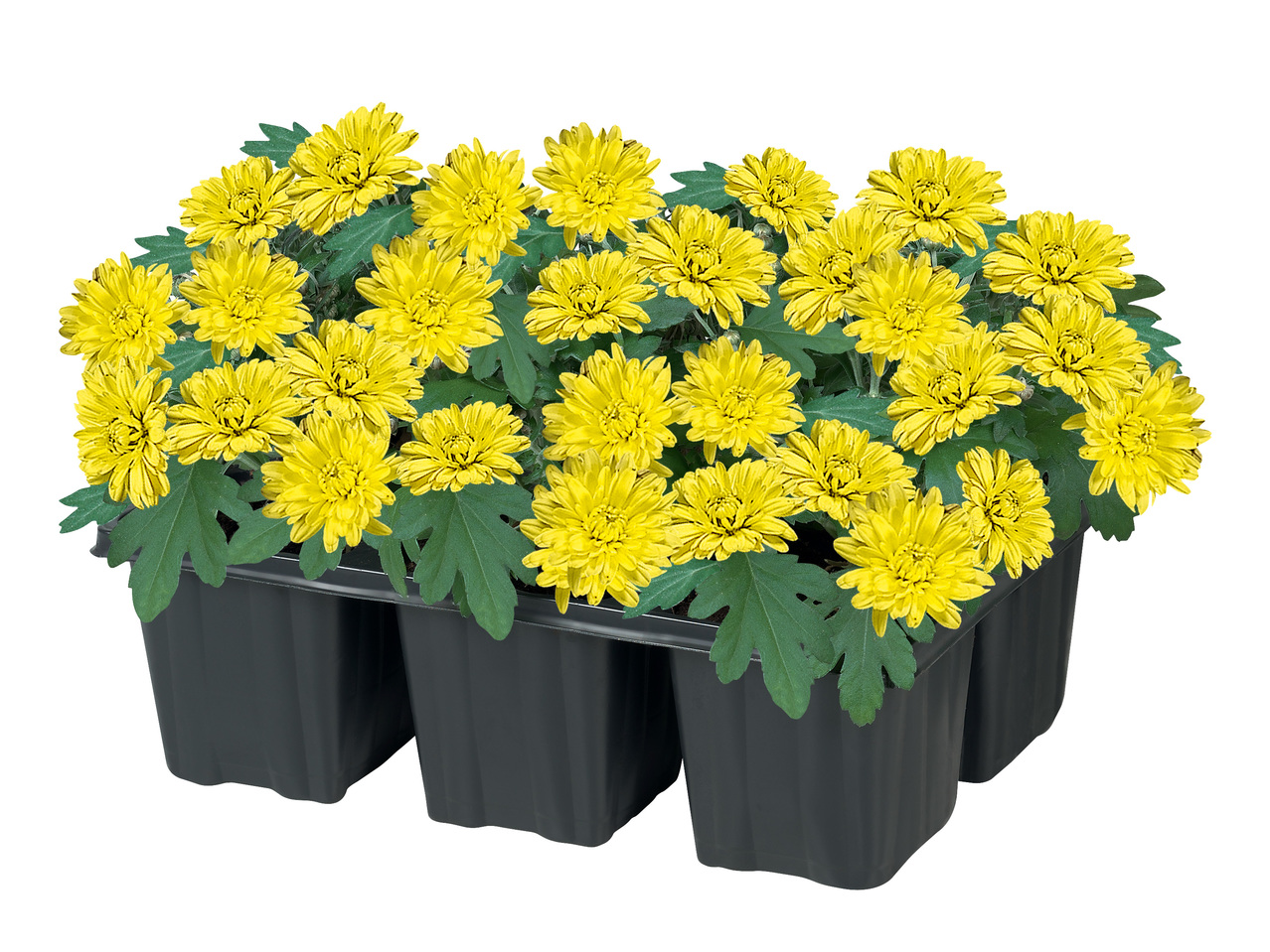 Chrysanthemen 6er-Tray
