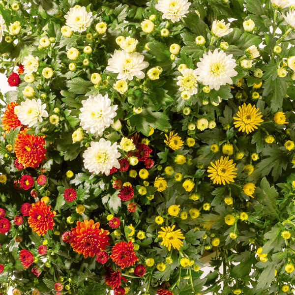 Trio Chrysantheme multiflora