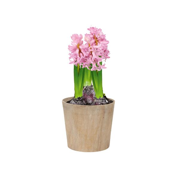 GARDENLINE(R) 				Jacinthe ou Narcisse