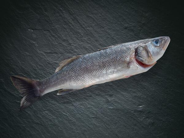 Loup de mer bio