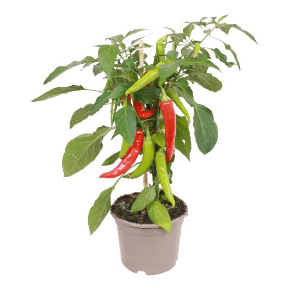 Plante potagère