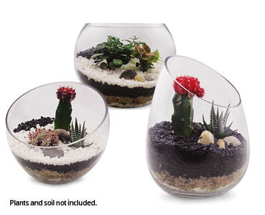 DIY Terrarium Kit