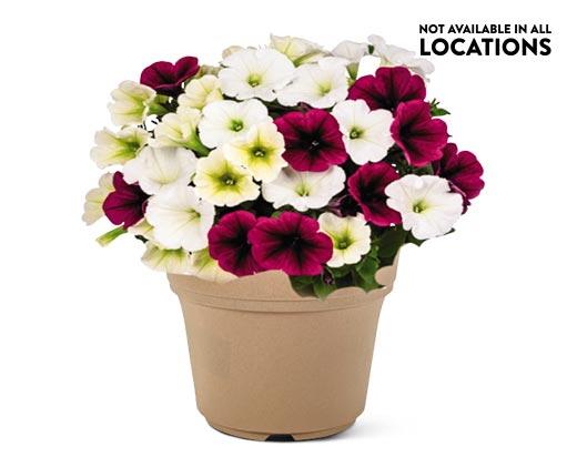 Summer Premium Patio Planter