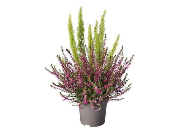 Bicolour Heather