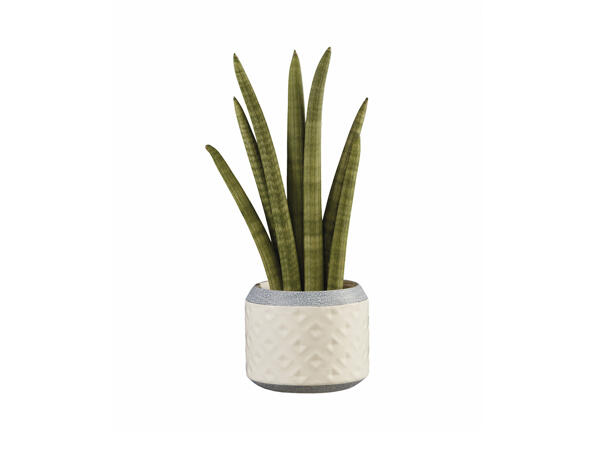 Sansevieria in Ceramic Pot