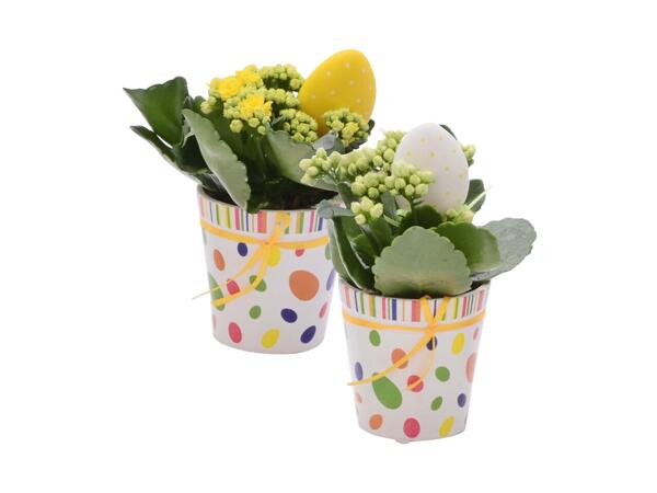 Small Easter Plant