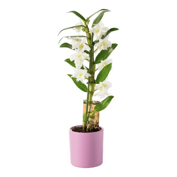 Orchidée