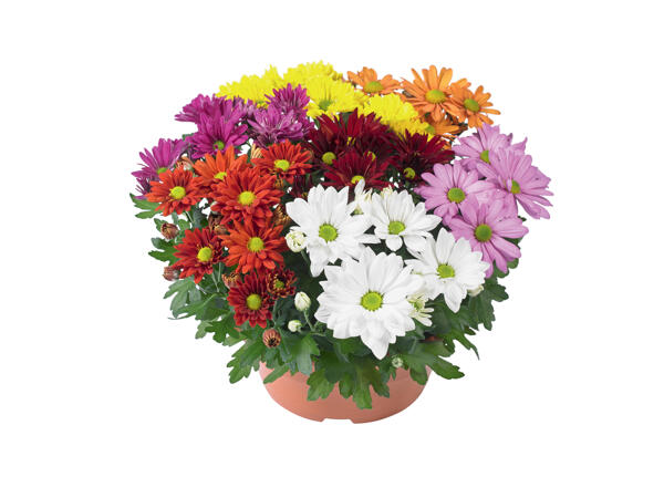 Chrysanthemum