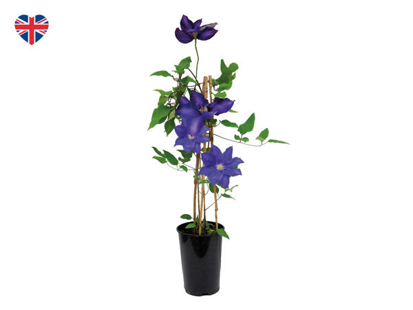 British Clematis