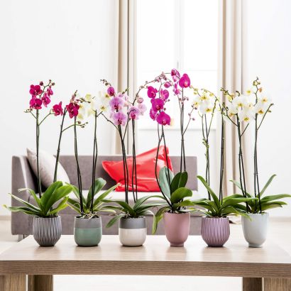 Valentins-Orchidee